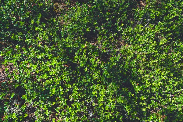 dense thickets of bushes, green leaves of plants and grass as background