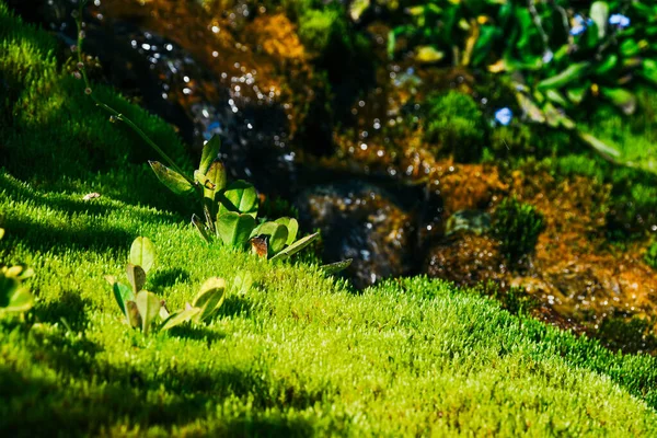 Ladera Cubierta Musgo Vegetación Verde Plantas Primavera Pantano — Foto de Stock