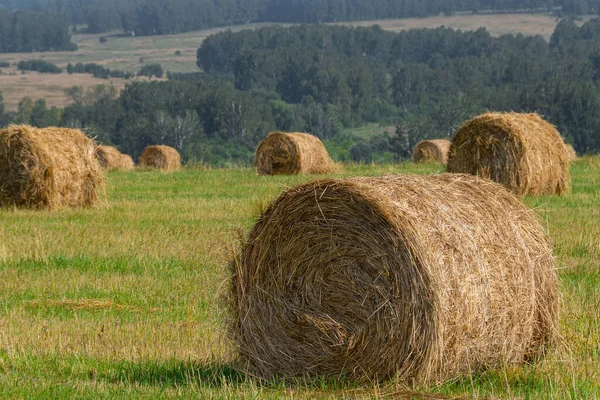 Rolos Feno Seco Para Alimentação Bovinos Colheita Capim Para Vacas — Fotografia de Stock