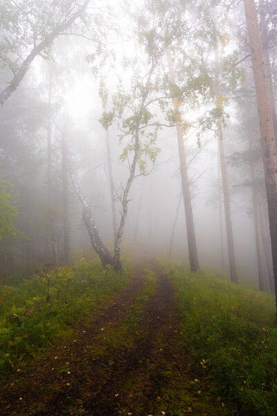 thick misterious fog in forest, mystical dirt road in haze, smoke from fire forest