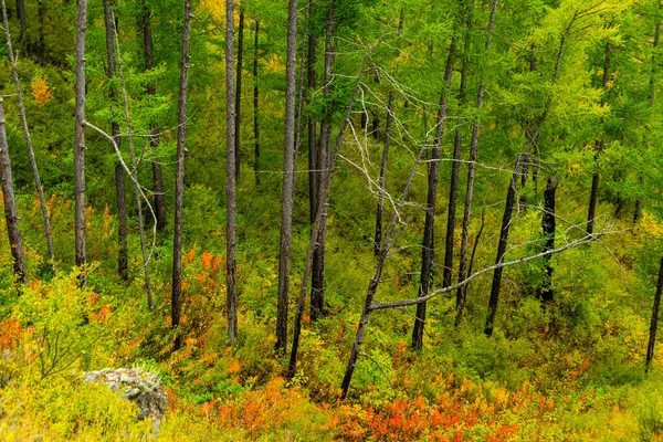 Гай Хвойних Дерев Схилі Пагорба Похід Ліс Модрини Туристична Поїздка — стокове фото