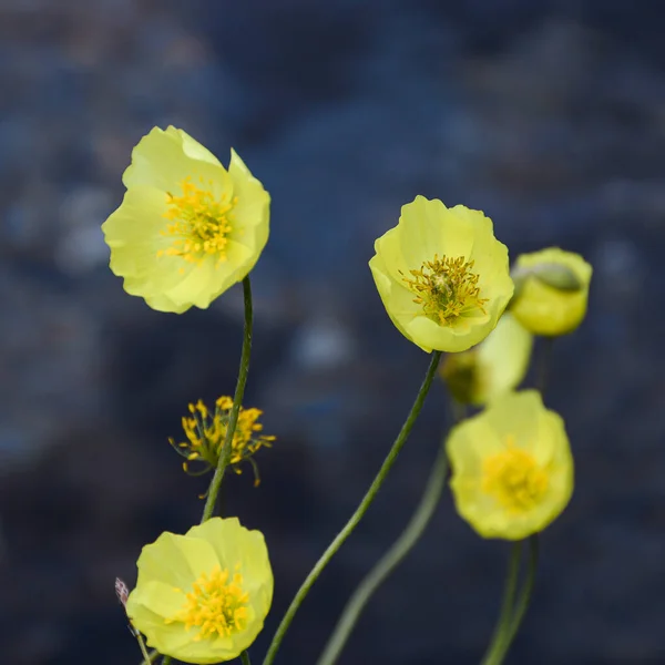 high altitude flowers of yellow poppies in mountains among stones