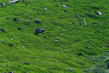Tepenin yamacında yeşil çimenler ve birkaç kaya parçası, hayvanlar için dağ otlağı