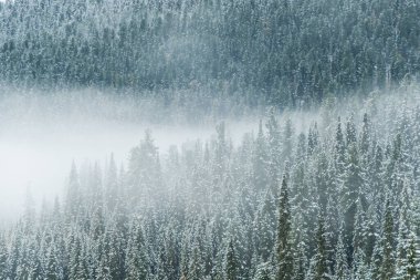 Kış kozalaklı orman, soğuk sis, karlı çam tepeleri üzerindeki sis.
