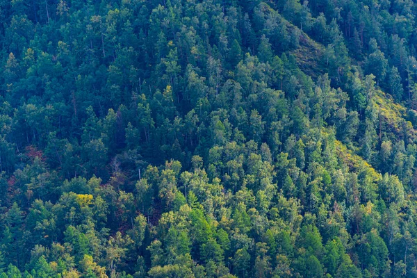 Tapete Verde Árvores Encosta Densa Floresta Coníferas Como Fundo — Fotografia de Stock