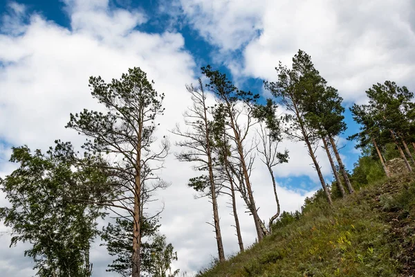 山の谷に白い雲と水平線に松林がある青い空 — ストック写真
