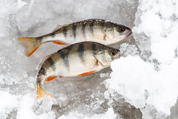 冷たい冬の氷上での釣り — ストック写真