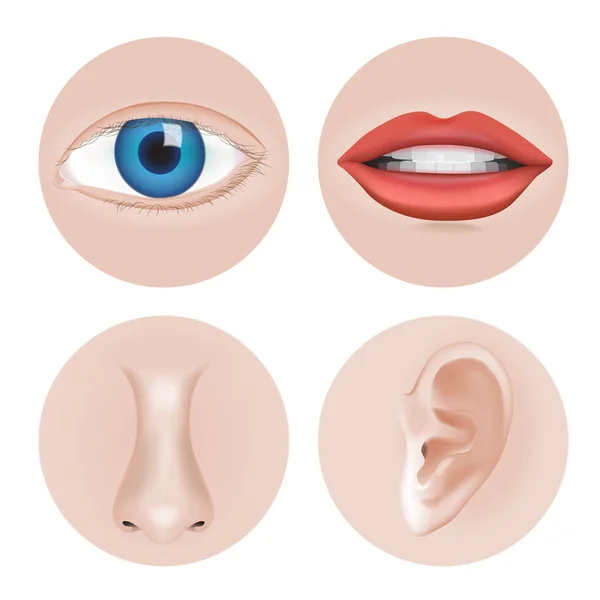Partes del cuerpo Ojo, Oído, Nariz, Vector labial — Vector de stock