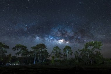 Samanyolu çam ağaçları, Phu Kradueng Milli Parkı, Tayland üzerinden