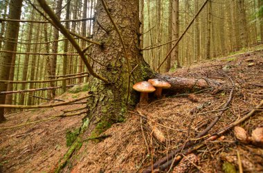 Dağda sonbahar ormandır