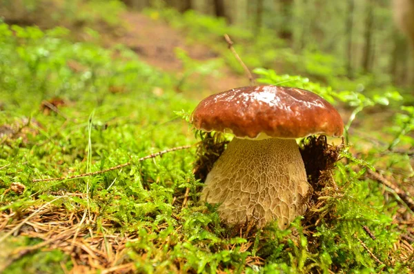 La forêt d'automne est dans les montagnes — Photo