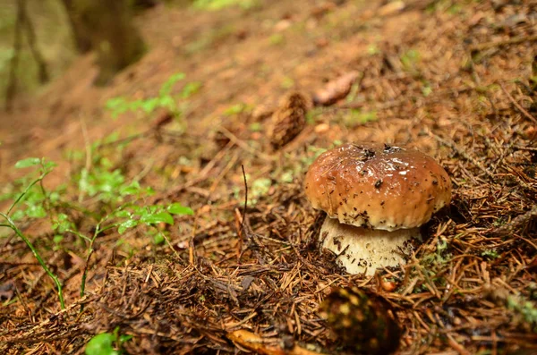 La forêt d'automne est dans les montagnes — Photo