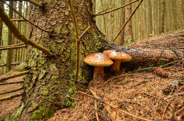 La forêt d'automne est dans les montagnes — Photo