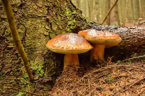 La forêt d'automne est dans les montagnes — Photo