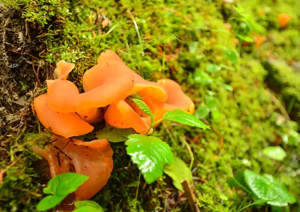 A floresta de outono está nas montanhas — Fotografia de Stock