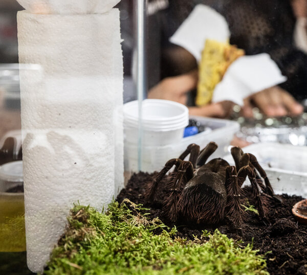 Goliath spider hungry — Stock Photo, Image