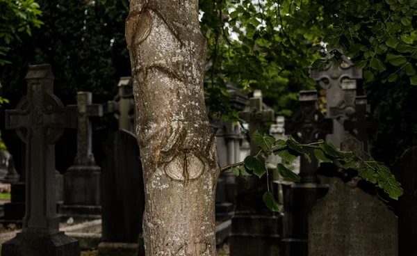 Tree  in cemetery — Stock Photo, Image