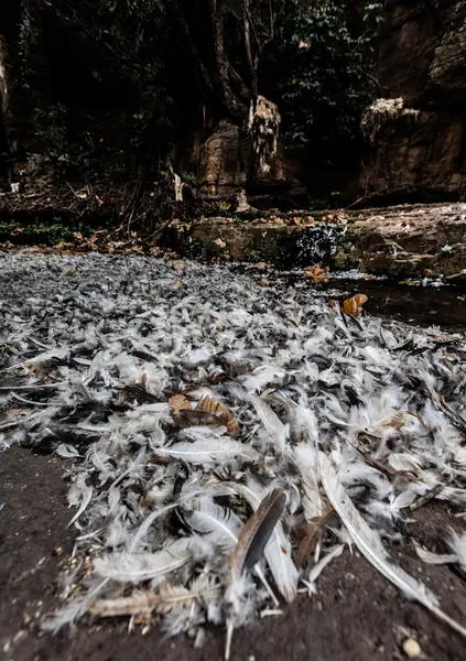 Plumas después del sacrificio sitio inanimista —  Fotos de Stock