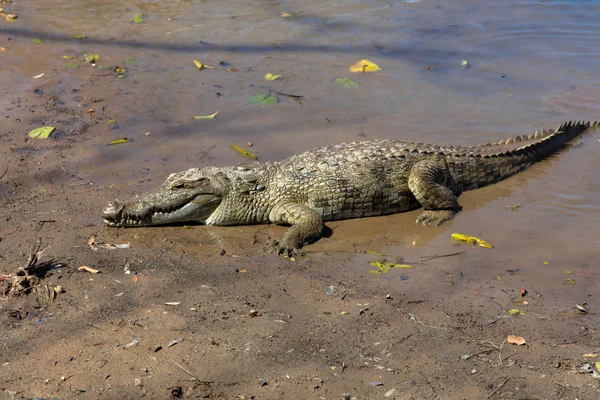 Crocodilo sagrado, Burkina Faso — Fotografia de Stock