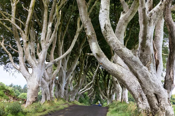 Mágikus erdő, Észak-Írország — Stock Fotó