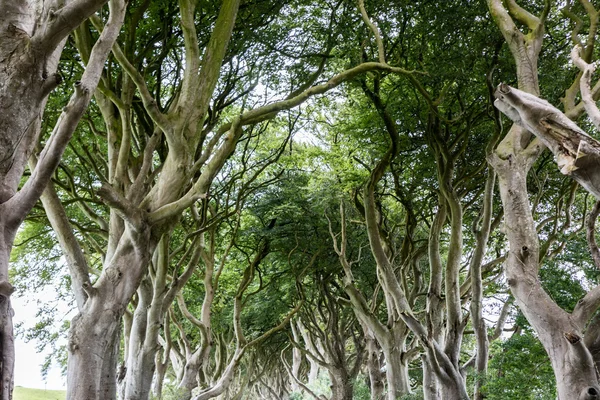 北爱尔兰魔法森林 — 图库照片