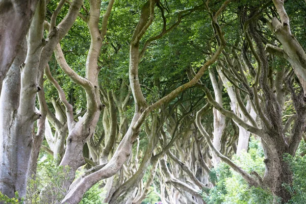 Forêt magique, Irlande du Nord — Photo