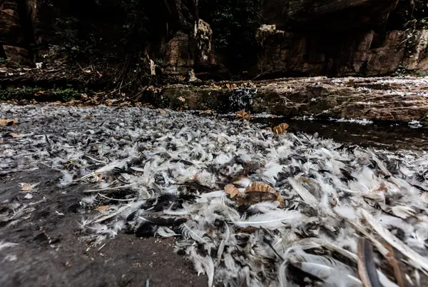 Plumas después del sacrificio sitio inanimista —  Fotos de Stock