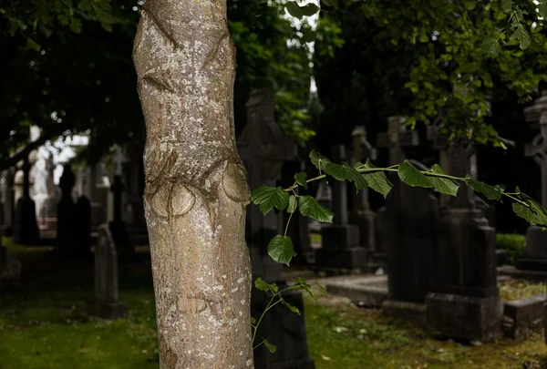 Árvore no cemitério — Fotografia de Stock