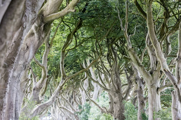 Forêt magique, Irlande du Nord — Photo