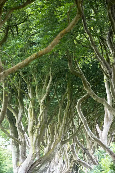 Sihirli orman, Kuzey İrlanda