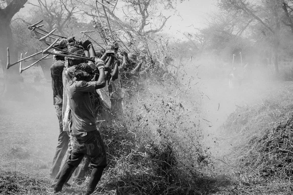Raccoglitori di arachidi, Senegal — Foto Stock