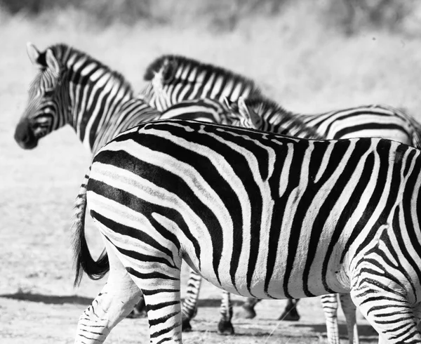 Zebra ib Botswana — Stock fotografie