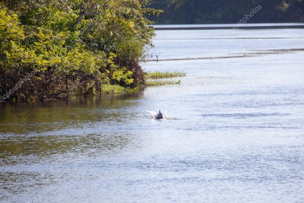 Inia Geoffrensis Pink Dolphin A Mammal Of Amazon River Brazil Larastok Inia Geoffrensis Pink Dolphin A Mammal Of Amazon River Brazil Larastok