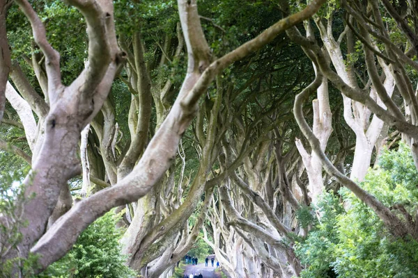 Forêt magique, Irlande du Nord — Photo