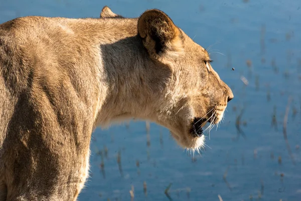 在博茨瓦纳母狮 — 图库照片