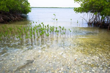 Sine de Saloum'daki mangrov ormanı