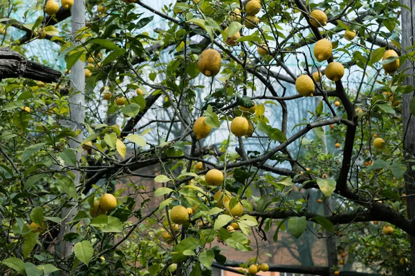 Limones en Sorrento —  Fotos de Stock