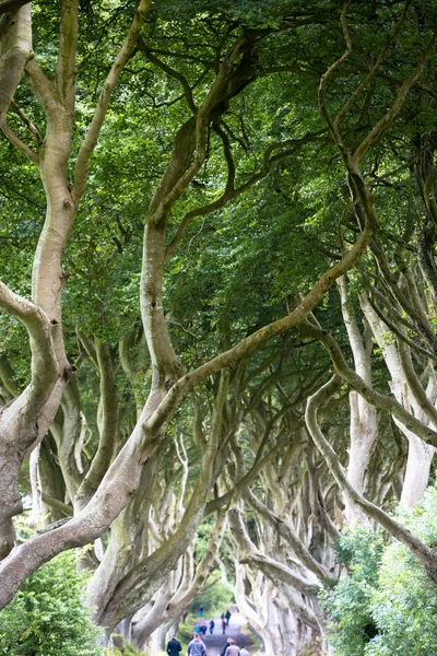 Magiczny las, Irlandia Północna — Zdjęcie stockowe