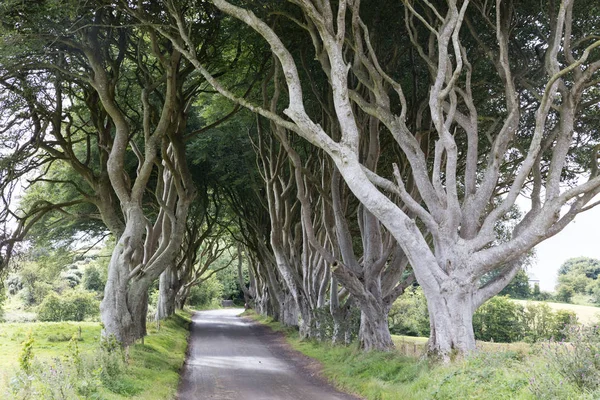 Forêt magique, Irlande du Nord — Photo