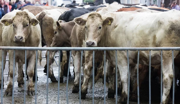 Çiftlikte inek İrlanda