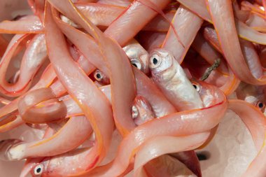 Cipolle, Balık işareti