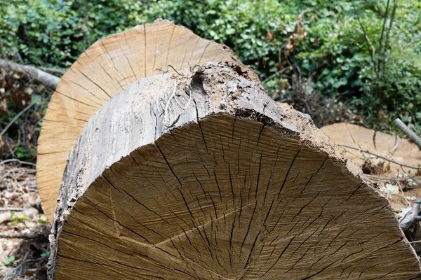 Träd bålen cut — Stockfoto