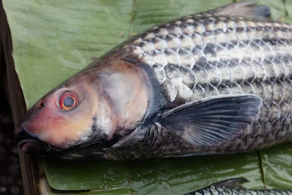 Pescado en el mercado — Foto de Stock