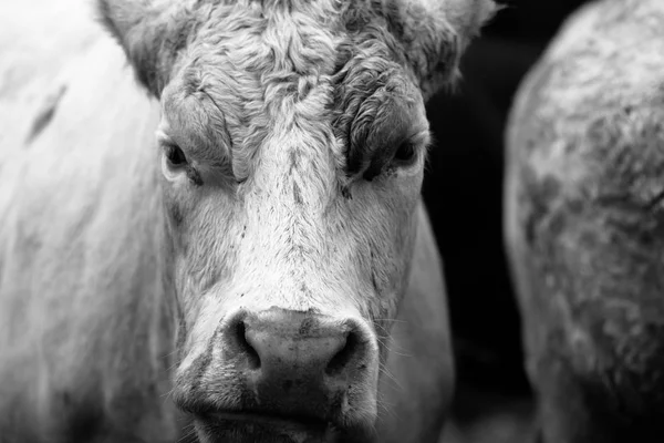 Boerderij koe in Ierland — Stockfoto