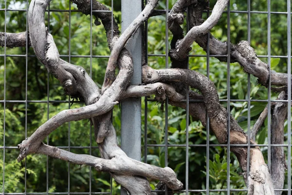 Racines à travers une porte — Photo