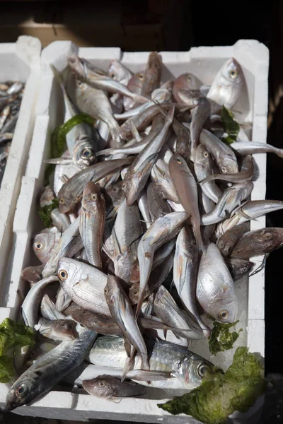 Mediterranean fish exposed — Stock Photo, Image