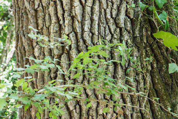 Textura de corteza de árbol — Foto de Stock