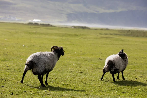 Owce w Irlandii — Zdjęcie stockowe