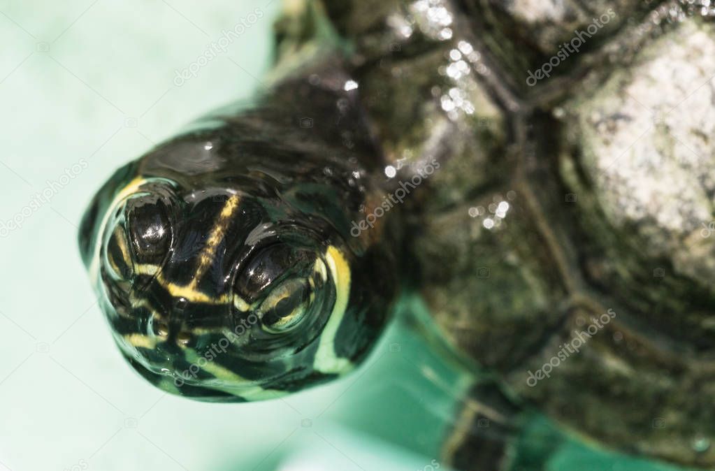 Macro portrait of turtle