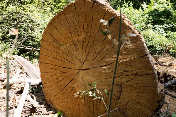 Ağaç gövde kesme — Stok fotoğraf